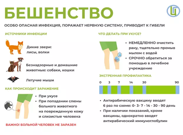 Профилактика бешенства